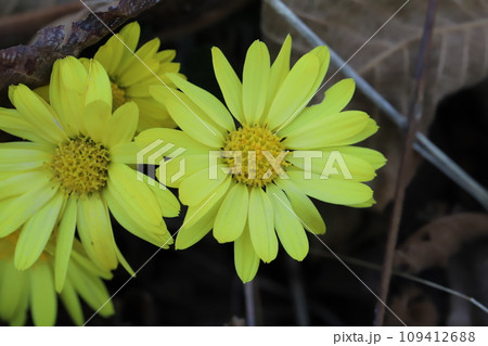 秋の庭に咲く黄色いスプレーギクの花 109412688