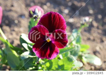 冬の庭に咲く赤いパンジーの花 冬の庭に咲く赤いパンジーの花 109412845
