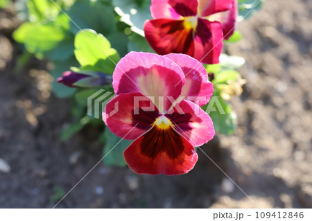 冬の庭に咲く赤いパンジーの花 冬の庭に咲く赤いパンジーの花 109412846