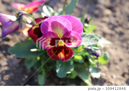 冬の庭に咲く赤いパンジーの花 冬の庭に咲く赤いパンジーの花 109412848