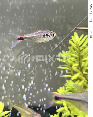 アクアリウム 熱帯魚 ファイアーテール ホタルテトラ 109412905
