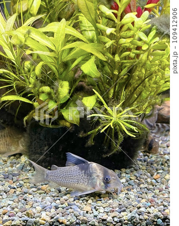 アクアリウム 熱帯魚 コリドラス ショートノーズエフィピフェール 109412906