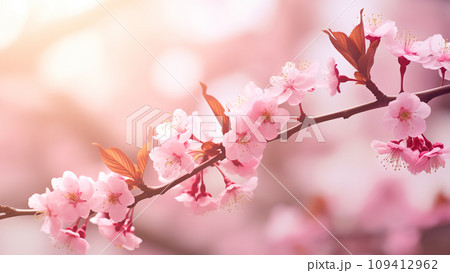 elegant floral celebration - cherry and plum blossoms in full bloom 109412962