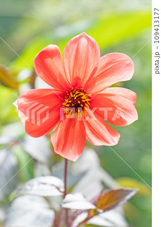 家の周りの草花　四季の色々　美しく輝く　可憐な花びら　鉢植えの小さなヒマワリ 109413177