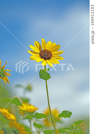 家の周りの草花　四季の色々　美しく輝く　可憐な花びら　鉢植えの小さなヒマワリ 109413183