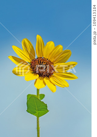 家の周りの草花　四季の色々　美しく輝く　可憐な花びら　鉢植えの小さなヒマワリ 109413184