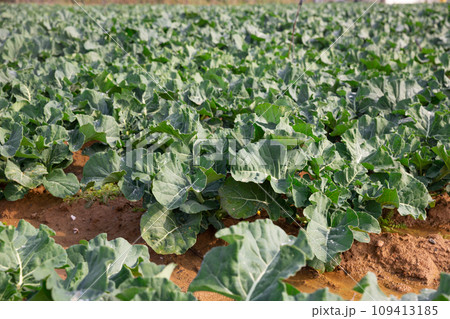 Field planted with ripening broccoli cultivars. Field planted with ripening broccoli cultivars. 109413185