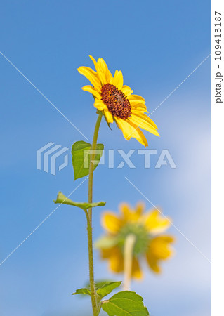 家の周りの草花 四季の色々 美しく輝く 可憐な花びら 鉢植えの小さなヒマワリ 家の周りの草花 四季の色々 美しく輝く 可憐な花びら 鉢植えの小さなヒマワリ 109413187
