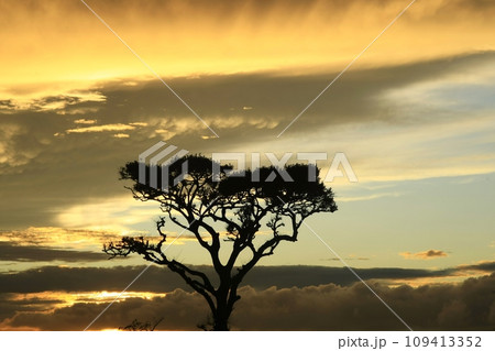 夕陽に染まる木 夕陽に染まる木 109413352
