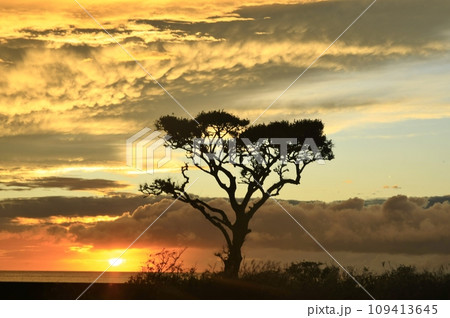 夕陽に染まる木 109413645