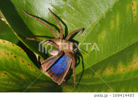ムラサキシジミを捕食中のイオウイロハシリグモ ムラサキシジミを捕食中のイオウイロハシリグモ 109414485