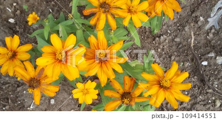 こじま花の会花畑の秋の花ジニアのオレンジ色の花 109414551