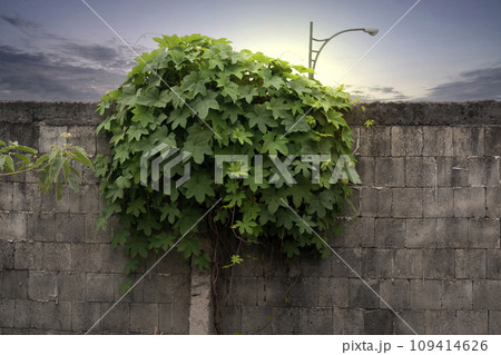 Green ivy vines on the concrete wall 109414626