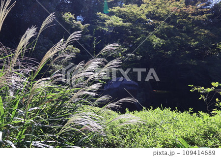 太陽の光りがあたりキラキラ光る薄のある森の公園の風景 109414689