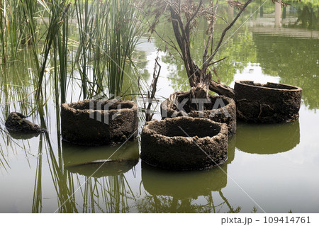 Reed grasses in the lake 109414761