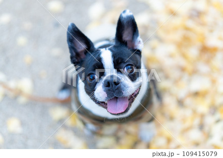 【秋】ボストンテリア【銀杏】 109415079