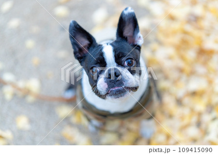 【秋】ボストンテリア【銀杏】 【秋】ボストンテリア【銀杏】 109415090