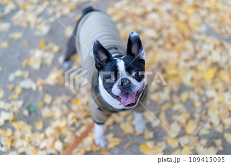 【秋】ボストンテリア【銀杏】 109415095