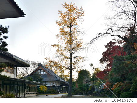 秋の少林山達磨寺 銀杏の木と大講堂 秋の少林山達磨寺 銀杏の木と大講堂 109415170