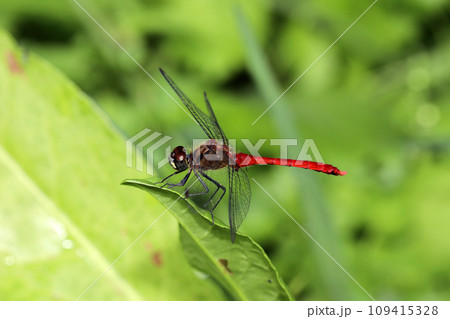 マユタテアカネ 109415328