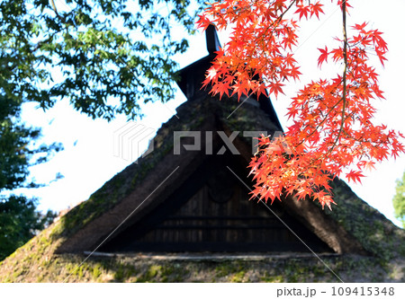 少林山達磨寺の紅葉と観音堂 109415348