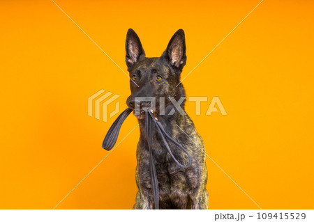 Dutch shepherd dog and leash in the teeth, studio shot 109415529