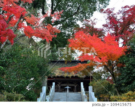少林山達磨寺の紅葉と観音堂 少林山達磨寺の紅葉と観音堂 109415675
