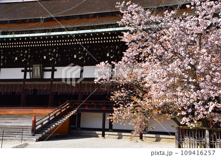 春 左近の桜 紫宸殿 春 左近の桜 紫宸殿 109416257