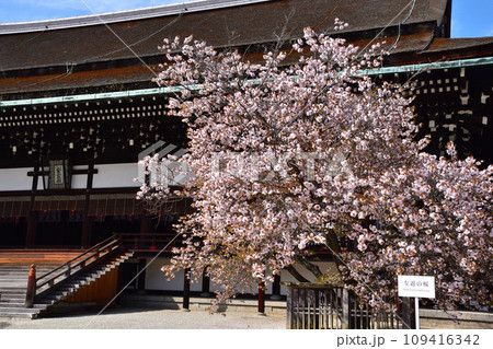 春　左近の桜　紫宸殿 109416342