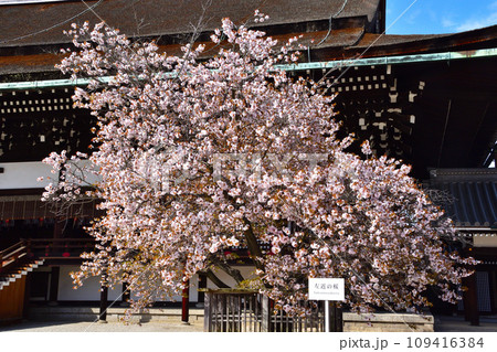 春　左近の桜　紫宸殿 109416384