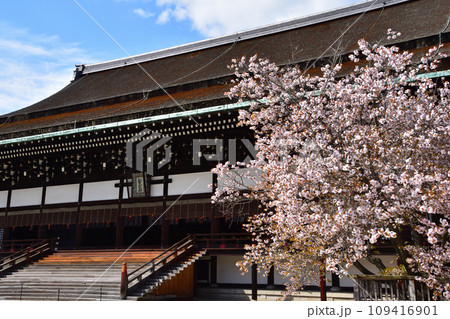 春 左近の桜 紫宸殿 春 左近の桜 紫宸殿 109416901