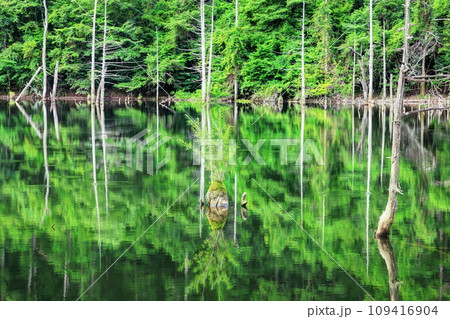 夏の自然湖 109416904