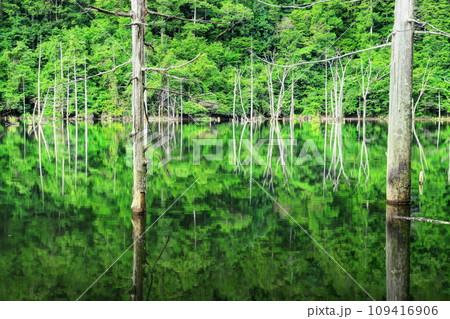夏の自然湖 109416906