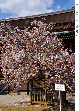 春 左近の桜 紫宸殿 春 左近の桜 紫宸殿 109416961