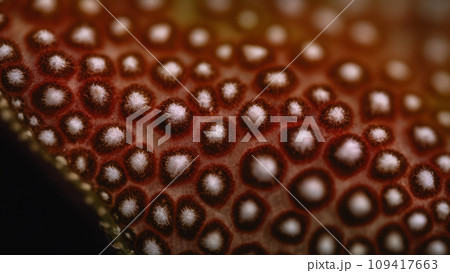 異世界の植物のクローズアップ 109417663