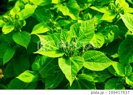 緑が鮮やか　アメリカフヨウのつぼみと葉　 109417837