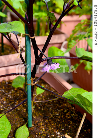 プランターで栽培中のナスに花が咲いた 109417838