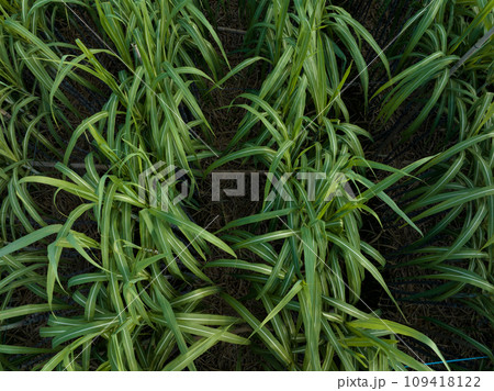 Aerial view of sugarcane plants growing at field Aerial view of sugarcane plants growing at field 109418122