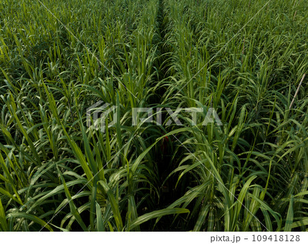 Aerial view of sugarcane plants growing at field Aerial view of sugarcane plants growing at field 109418128