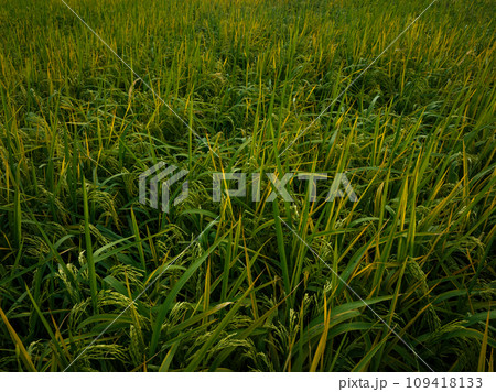 Aerial view of rice plants growing at field 109418133