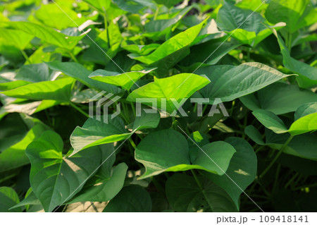 Green sweet potato leaves in growth at garden 109418141