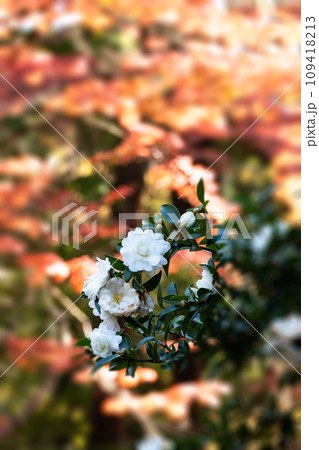 白い山茶花とモミジの背景 109418213