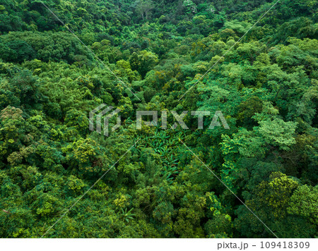 Aerial view of tropical forest in summer Aerial view of tropical forest in summer 109418309