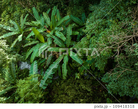 Aerial view of tropical forest in summer 109418318