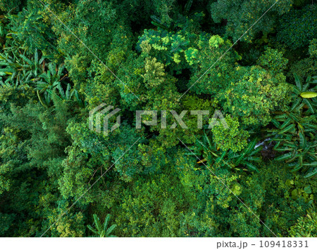Aerial view of tropical forest in summer Aerial view of tropical forest in summer 109418331