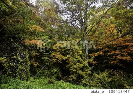 戸隠神社の奥社参道の紅葉 109418447