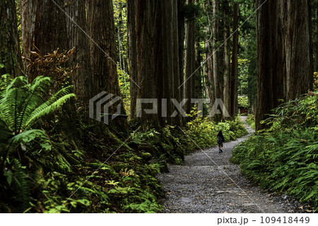 戸隠神社の奥社参道の紅葉 109418449