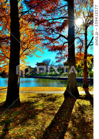 晩秋の水元公園 メタセコイアと銀杏の紅葉の風景 晩秋の水元公園 メタセコイアと銀杏の紅葉の風景 109418577