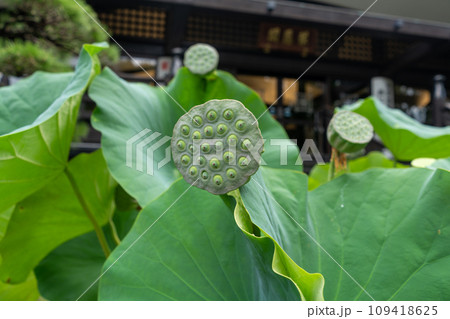 身延山久遠寺 109418625