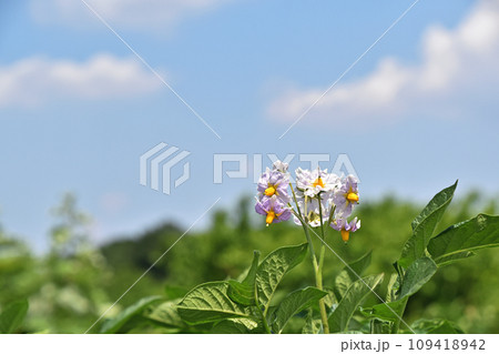 じゃがいもの花のある季節 109418942
